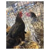 Laying hens