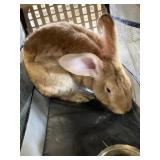 Flemish giant buck pedigree