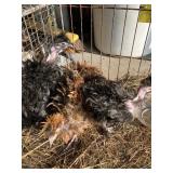 frizzle turkens