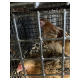 pair bantams
