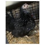 bantam hen