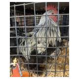 cochin bantam rooster