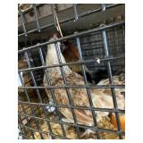 pair cochin bantam