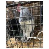 Bantam rooster