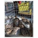 guinea keets