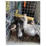 guinea keets