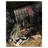 Bantam rooster
