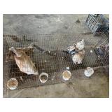 1 cage