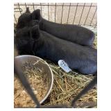 Pop Belly Pig HT 501