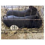 Pop Belly Pig HT 502