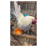 white old english rooster