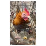 Blue wheaton old english rooster