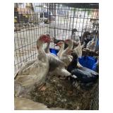 3 pair muscovy
