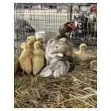Family muscovy 1 hen 7 babies