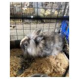 lionhead lop doe DOB 6-7-26
