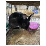 Black Otter mini Rex buck pedigree