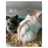 Lionhead bucks