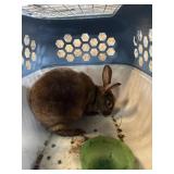 chocolate mini rex doe pedigree