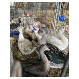 3 pair muscovy