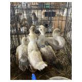 muscovy
