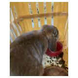 Holland lop doe opal pedigree