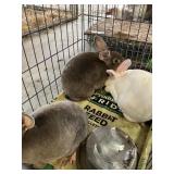 trio rex rabbits pedigree