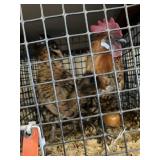 pair bantams