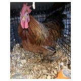 cochin bantam rooster