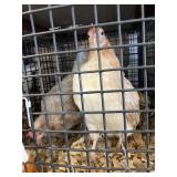 bantam hens