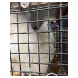 silkie rooster