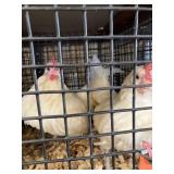 pair bantams