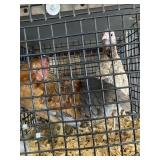 bantams