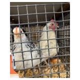 pair bantams
