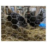 Bantam Chickens