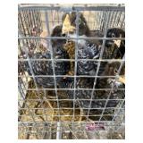 Barred rock chicks