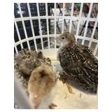 Narregesett turkey poult