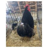 Black cochin bantam rooster show  quality