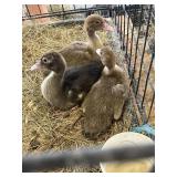 chocolate muscovy ducklings