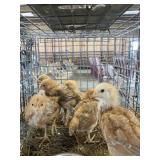 Hampbar chicks