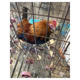 wheaton old english rooster