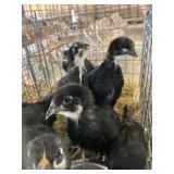 copper maron chicks