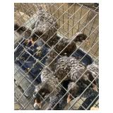 Barred rock bantam chicks
