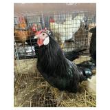 trio bantams