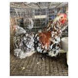 Pair bantam cochin