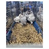 lavendar brahma chicks
