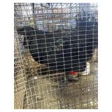 AYAM CEMANI ROOSTER