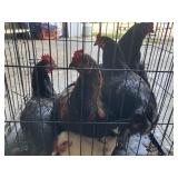 roosters