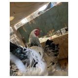 BRAHMA ROOSTERS