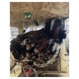 POLISH ROOSTER