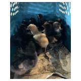 Bantam chicks